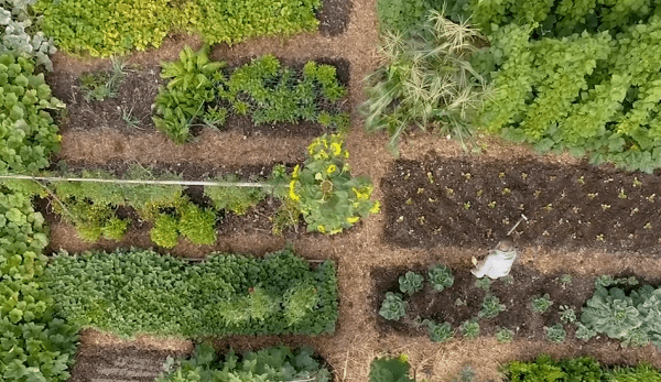 Certaines personnes effectuent les semis et les plantations en fonction de la position de la Lune dans le zodiaque. (Image : Capture d’écran / YouTube)