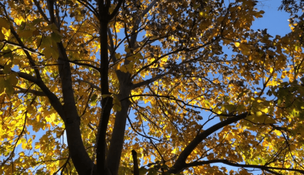 Un jour, alors qu’il se promenait dans le monde des mortels, un arbre parasol attira son attention. (Image : Capture d’écran / YouTube)