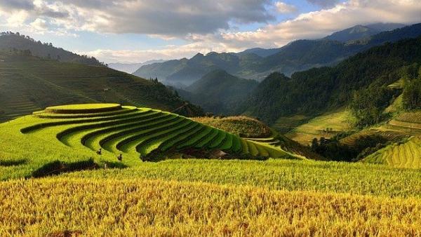 Le Vietnam  veut «suspendre ses exportations de riz, pour s’assurer un bon approvisionnement au niveau national». (Image : Dung Le Tien / Pixabay)