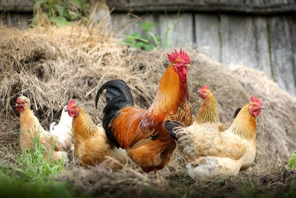 Lorsque vous choisissez de la viande, évitez les options classiques et choisissez quelque chose comme le poulet bio élevé en plein air. (Image : pixabay / CC0 1.0)