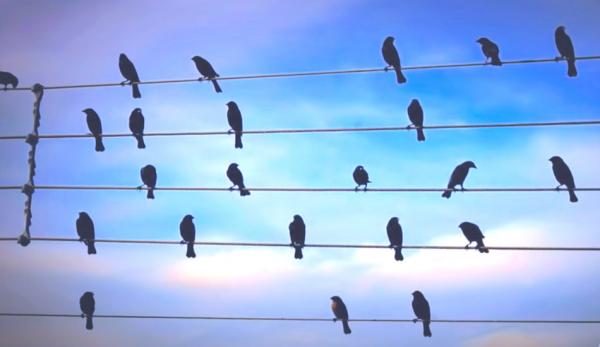 Jarbas Agnelli a composé de la musique à partir d’une photo d’oiseaux. (Image : Capture d’écran / YouTube)