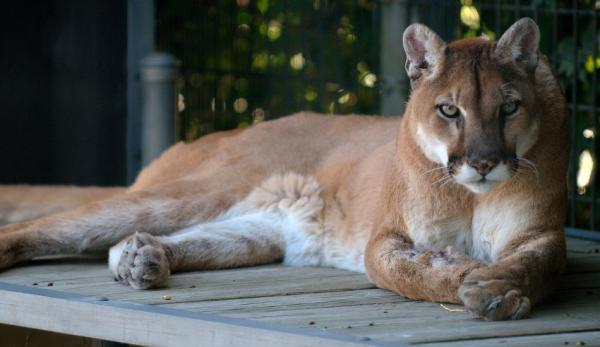 Un puma sauvage aperçu à Santiago du Chili. (Image : pixabay / CC0 1.0)