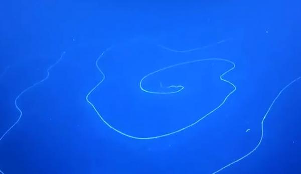 Le siphonophore avait la forme d’une gigantesque masse galactique tourbillonnante. (Image : Capture d’écran / YouTube)