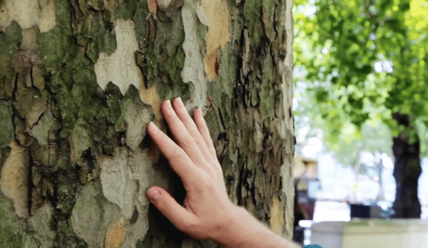 Dans le quartier de Walthamstow à Londres, les habitants ont récemment remarqué que quelqu'un écrivait à la craie le nom des arbres dans la rue. (Image : Capture d’écran / YouTube)