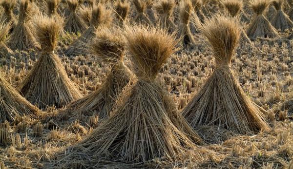 Les scientifiques ont également découvert que l’incorporation de paille dans les cultures pourrait aider à réduire la volatilisation de l’ammoniac provenant des champs fertilisés. (Image : pixabay / CC0 1.0)