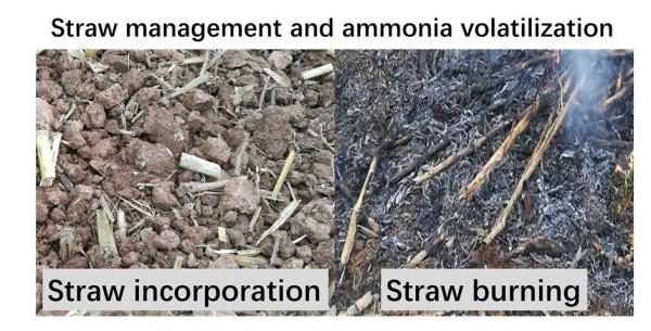 La gestion de la paille et la volatilisation de l’ammoniac. (Image : Zhou Minghua)