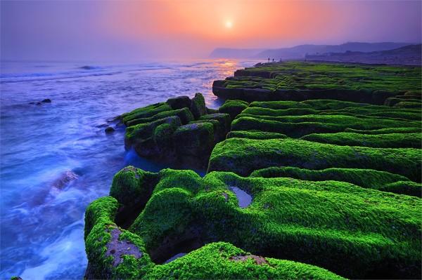 Ces récifs semblent être recouverts d'un tapis vert (Image : North Coast &amp; Guanyinshan National Scenic Area Administration, Tourism Bureau, Taïwan)