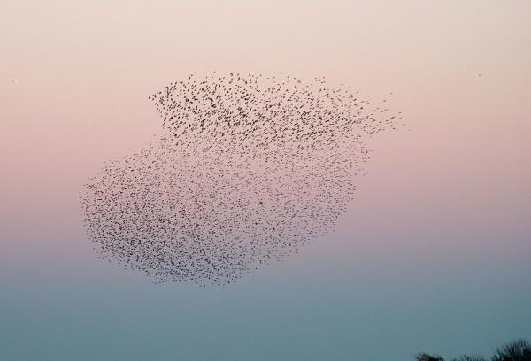 Un photographe espagnol a photographié un « murmure » d’oiseaux  ayant la forme d’un oiseau géant.  (Image : Katunchi / wikimedia / CC BY-SA 4.0)