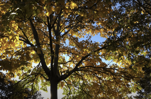 Lorsque le fermier épuisé et assoiffé alla se reposer sous l’arbre il constata que son pain et son eau avaient disparu. (Image : Capture d’écran / YouTube)