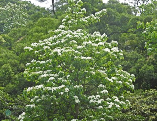 En avril et mai, les collines du pays deviennent blanches, grâce aux fleurs de Tung. (Image : Billy Shyu / Vision Times)