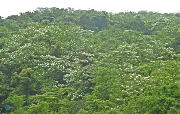 Les collines de Taïwan sont couvertes de fleurs de Tung, blanches comme neige au début de l’été. (Image : Billy Shyu / Vision Times)