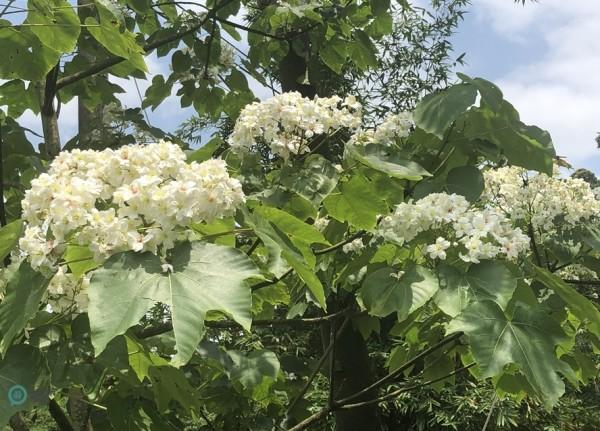 Les fleurs de Tung fleurissent dans la ville de Keelung, dans le nord de Taïwan. (Image : Billy Shyu / Vision Times)