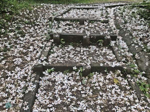 De nombreux sentiers de randonnée sont couverts de fleurs de Tung. (Image : Julia Fu / Vision Times)