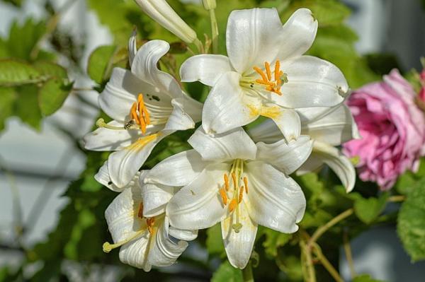 Le lys que plantaient les mères de Chine est aussi la fleur de la Vierge Marie. (Image : Hans Benn / Pixabay)