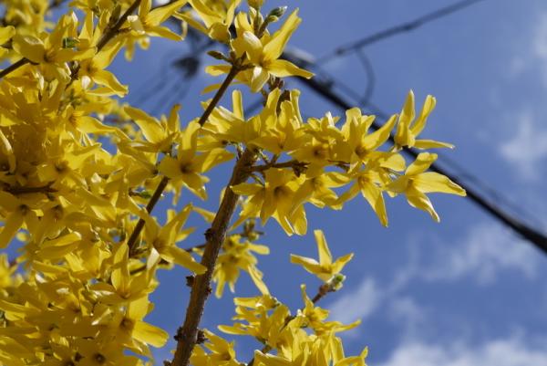 En médecine traditionnelle chinoise le Forsythia Suspensa, Lian Qiao (连翘) en chinois, réserve bien des surprises. (Image : Wikimedia / kazppi77 / CC BY)