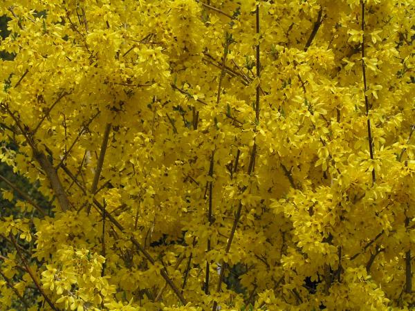 Le Forsythia Suspensa s’installe dans les fourrés ou en zones herbeuses sur les pentes, les vallées, les ravins à une hauteur pouvant aller de 300 à 2200 mètres. (Image : Wikimedia / 松岡明芳 / CC BY-SA)