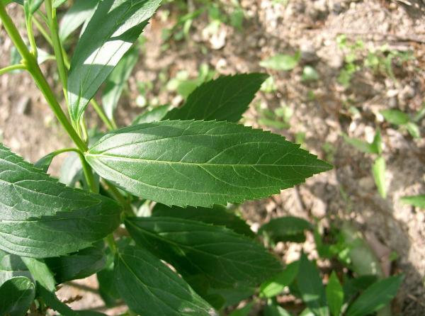 Feuilles de jeune plant de Forsythia suspensa. Les plantes fraîches, très aromatiques, nécessitent peu de temps d’ébullition et un feu doux. (Image : Wikimedia / KENPEI / CC BY-SA)