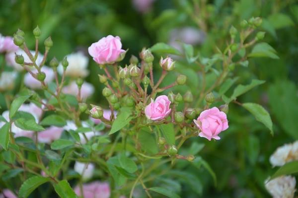 Les boutons de rose sont utilisés en MTC pour réduire les douleurs prémenstruelles. (Image : JacLou DL / Pixabay)