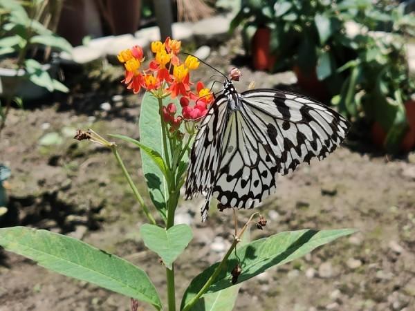 L’idea leuconoe clara (Butler) (大白斑蝶) dans le Parc écologique Asia Cement. (Image : avec l’aimable autorisation de Wu Shuhua)