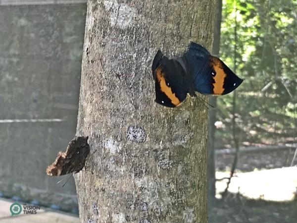 Le Kallima inachus formosana (Fruhstorfer) (枯葉蝶) dans le parc écologique Asia Cement. (Image : Julia Fu / Vision Times)