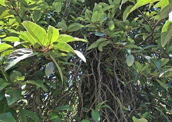 Il y a des centaines d’espèces de plantes endémiques dans le jardin de plantes indigènes du parc. (Image : Billy Shyu / Vision Times)