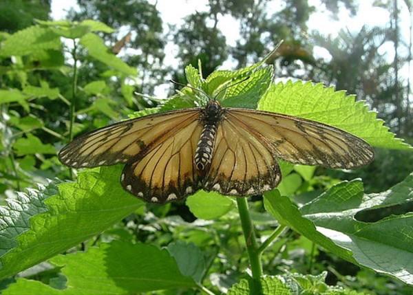 L’Acraea issoria formosana (細蝶) dans le parc écologique. (Image : avec l’aimable autorisation du parc écologique Asia Cement)