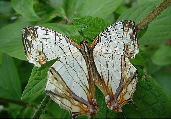 Le Cyrestis thyodamas formosana (Fruhstorfer) (石牆蝶) dans le parc. (Image : avec l’aimable autorisation du parc écologique Asia Cement)