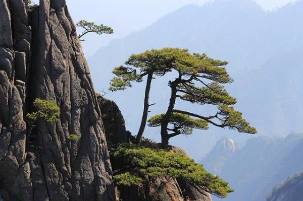 Le pin de la Bienvenue, un arbre millénaire situé sur le pic d’Écran de jade, est âgé de plus de mille ans . IL est majestueux, digne et élégant. (Image : Michael Borgers / Pixabay) 