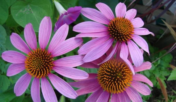 L’échinacée (echinacea) est couramment utilisée dans la médecine populaire amérindienne.  (Image : Pixabay / CC0 1.0)