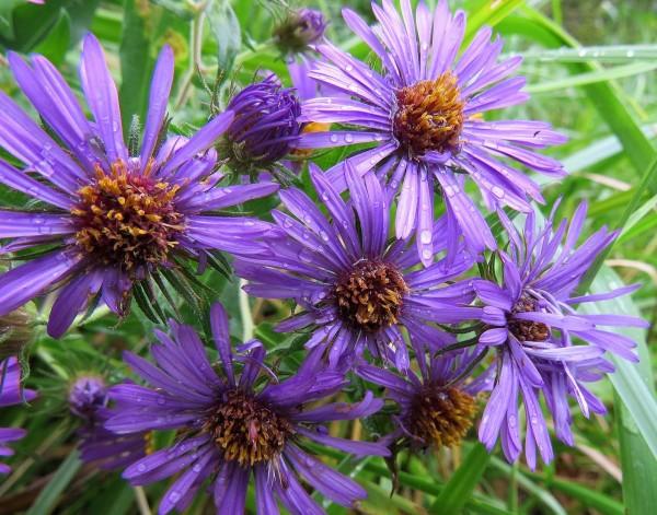 L’aster de Nouvelle-Angleterre est utilisé pour traiter les saignements de nez et les troubles mentaux. (Image : Jessica Bolser / USFWS / Flickr / CC BY 2.0)