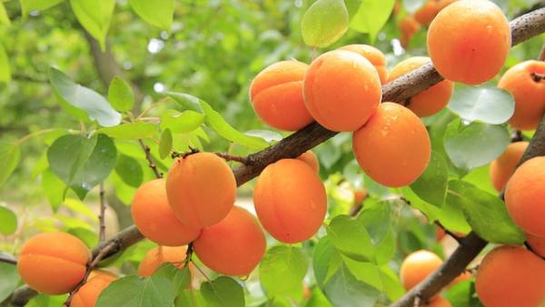 Leurs fruits préférés sont les mûres, les raisins et les abricots. (Image : 夏 沐沐 / Pixabay)