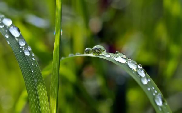 L’eau engendre le bois, elle crée et nourrit la nature. (Image : pixabay / CC0 1.0)