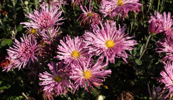 Une excursion le long de la rivière Shennong vous fera passer à travers la Gorge de Parrot, entourée de montagnes couvertes de fleurs. (Image : F.D. Richards / flickr / CC BY-SA 2.0)