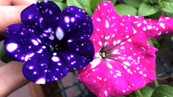 Les jardiniers étaient reconnaissants, alors chacun d’eux lui donna un bouquet de fleurs en retour. (Image : Capture d’écran / YouTube)