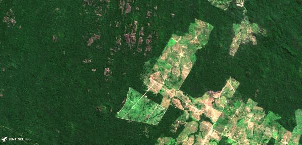 La déforestation de l’Amazonie a atteint un record en août 2019, selon les données du système satellitaire brésilien Deter-B. (Image : Sentinel Hub / flickr / CC BY 2.0)