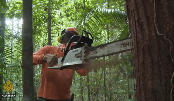 La demande accrue de soja et de bœuf en Chine conduit le Brésil à défricher davantage de terres de la forêt tropicale pour l’agriculture. (Image : Capture d’écran / YouTube)