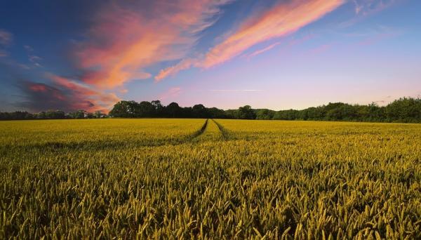 Les marchés agricoles et alimentaires sont confrontés à des perturbations continues dues à la pénurie de main-d’œuvre résultant du confinement, et à d’importantes variations dans la demande alimentaire résultant de pertes de revenus et de la fermeture d’écoles et de restaurants. (Image : pixabay / CC0 1.0)