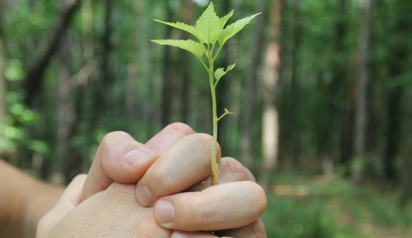 Des millions d’arbres sont plantés en Inde. (Image : Pixabay / CC0 1.0)