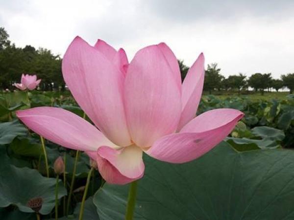 Une fleur de lotus s’élève au-dessus de l’eau au Blue Lotus Water Garden, Victoria, Australie. (Image : Trisha Haddock)