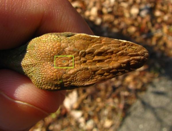 Plusieurs espèces modernes de reptiles et de poissons possèdent encore un « troisième œil » fonctionnel. L’œil pinéal est placé sous la peau transparente du milieu de la tête. (Image : Wikipédia/ TheAlphaWolf / CC BY-SA)