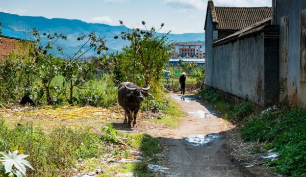 En Chine, le gouvernement est propriétaire de toutes les terres agricoles, tandis que les agriculteurs ne disposent que de droits contractuels pour travailler la terre. (Image : Bryon Lippincott / flickr / CC BY-ND 2.0)