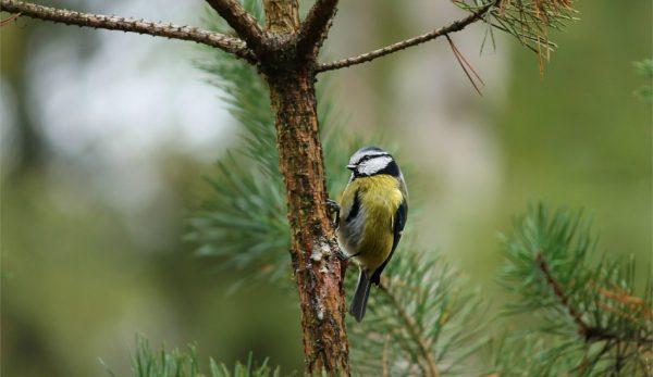 En écoutant ce que son fils avait à dire, Zhang a immédiatement brûlé tous ses filets à oiseaux et son matériel de chasse. (Image : pixabay / CC0 1.0)