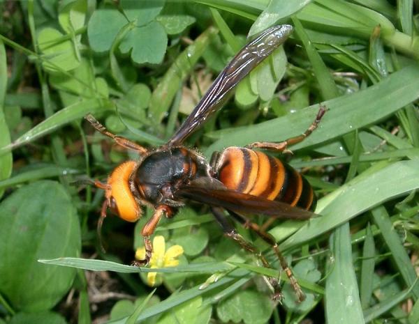 Le frelon géant d’Asie, la plus grande espèce de frelon au monde, a fait son apparition à la fin de l’année dernière dans le secteur du Northwest Washington. (Image : Wikimedia / I, KENPEI / CC BY-SA 3.0)