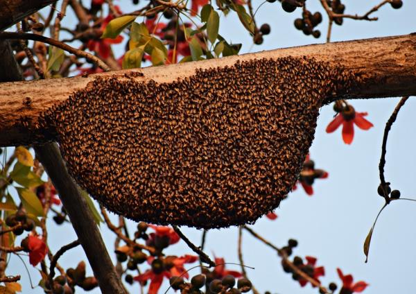 En fin d’été et en automne, les colonies de frelons s’attaquent aux ruches, détruisant des colonies entières d’abeilles pour nourrir leur couvain et produire de nouvelles reines. (Image : pixabay / CC0 1.0)