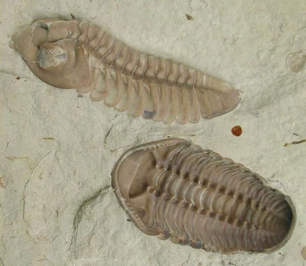 L’exosquelette d’un trilobite est divisé en trois sections. (Image : Moussa Direct Ltd. / Wikimedia / CC BY-SA 3.0)