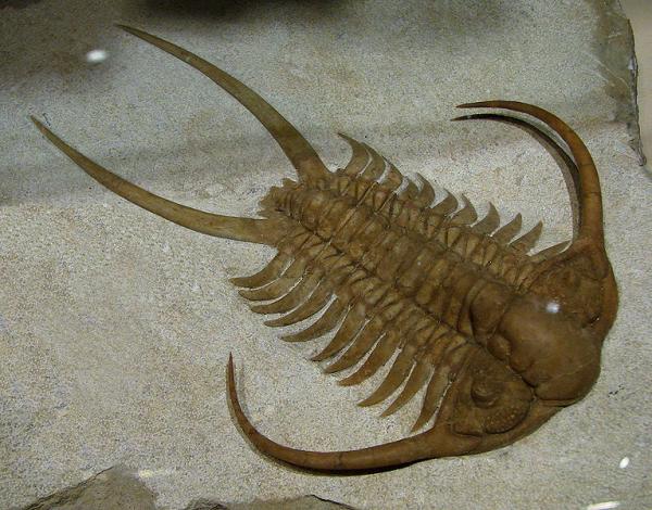 Plus de 20 000 espèces de trilobites ont été identifiées. (Image : Wikimedia / GNU FDL)