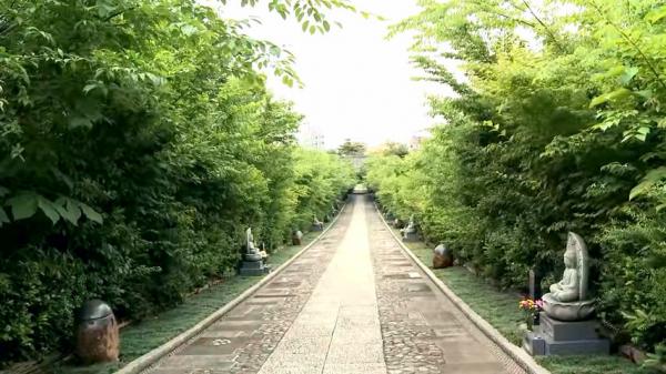 Grâce à la méthode Miyawaki, les forêts peuvent croître 10 fois plus vite que la moyenne. (Image : Capture d’écran / YouTube)