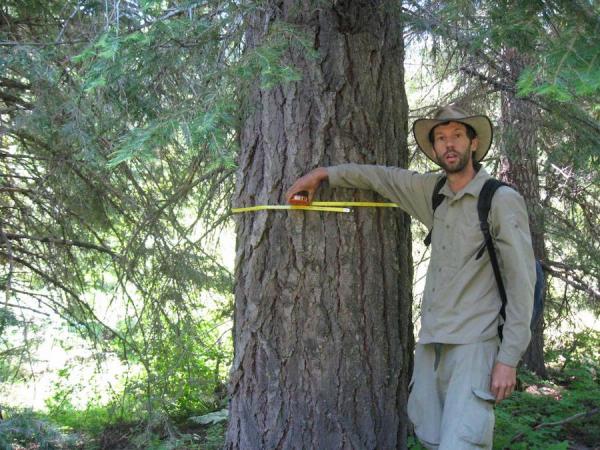 Une étude récente sur le stockage du carbone dans les forêts du nord-ouest du Pacifique a démontré que bien que les arbres de grand diamètre ne constituent que 3 % du total des arbres, ils représentent 42 % du stockage total de carbone aérien. (Image :