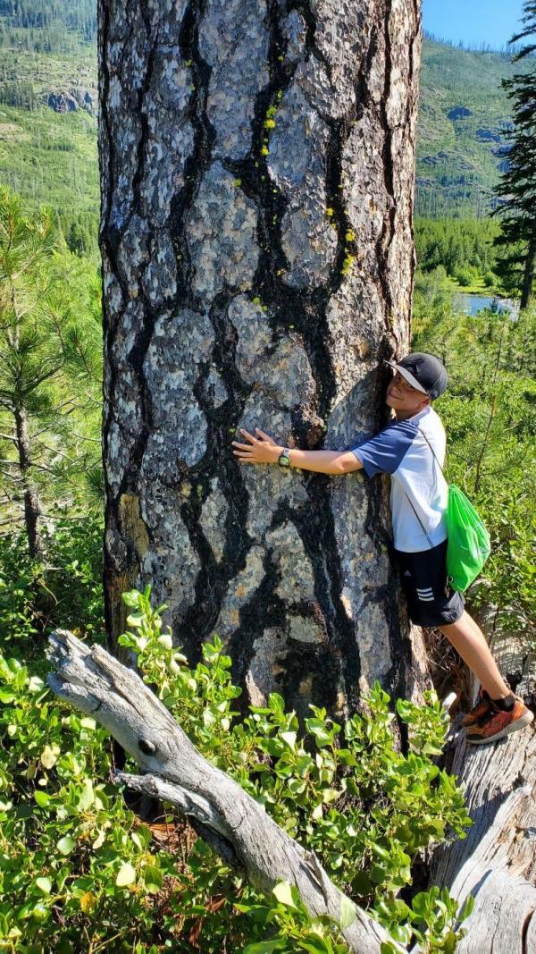 Pin ponderosa, Pinus ponderosa. (Image :