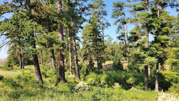 Pin ponderosa, Pinus ponderosa, et sapin de Douglas, Pseudotsugamenziesii. (Image :